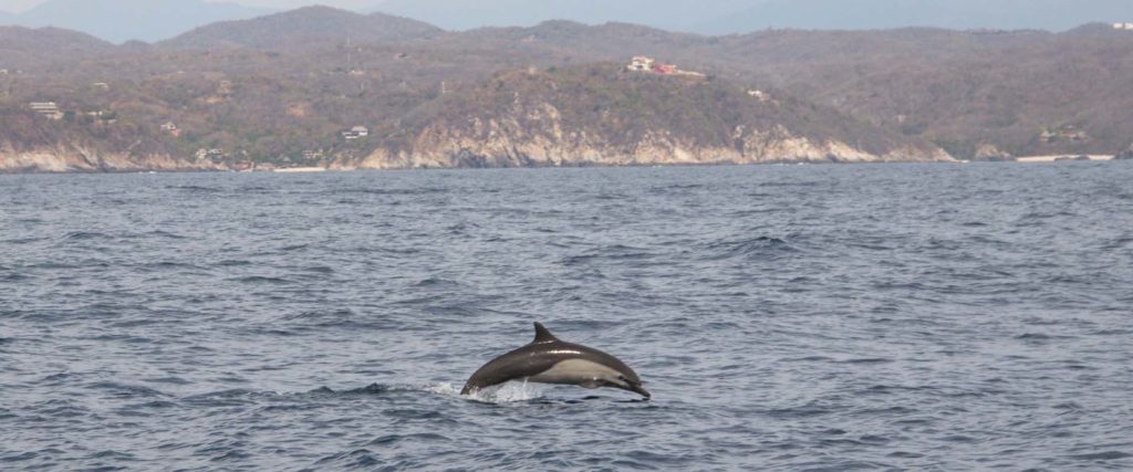 Zipolite boat tours